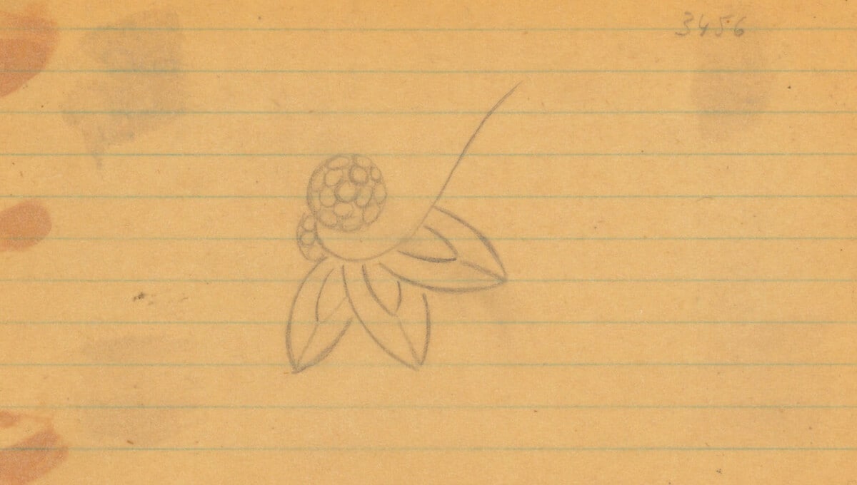 Sketch of the Lily Cluster motif